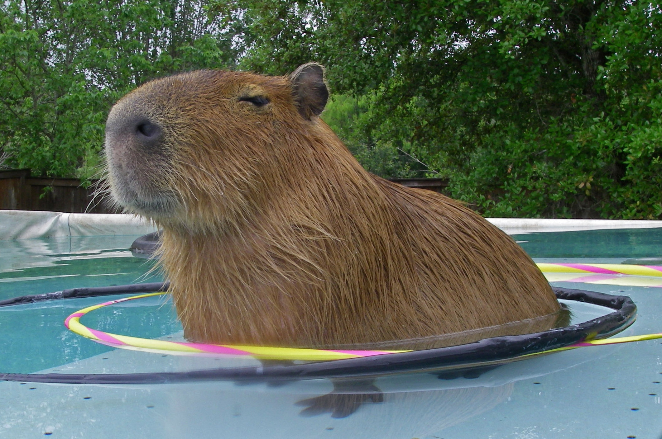 Capybara Wallpaper Image Photos Pictures Background
