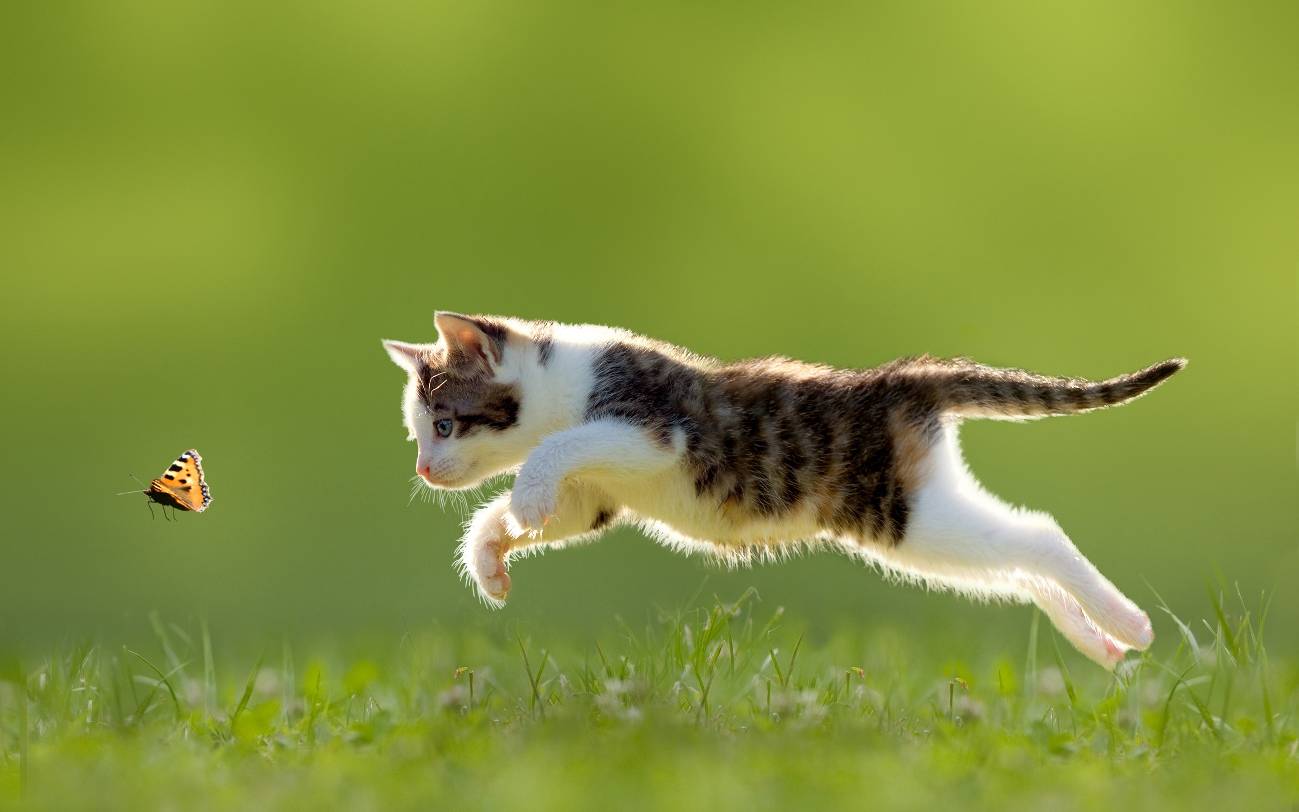 Cat Wallpaper Butterfly Jumping Grass Hd Ultra