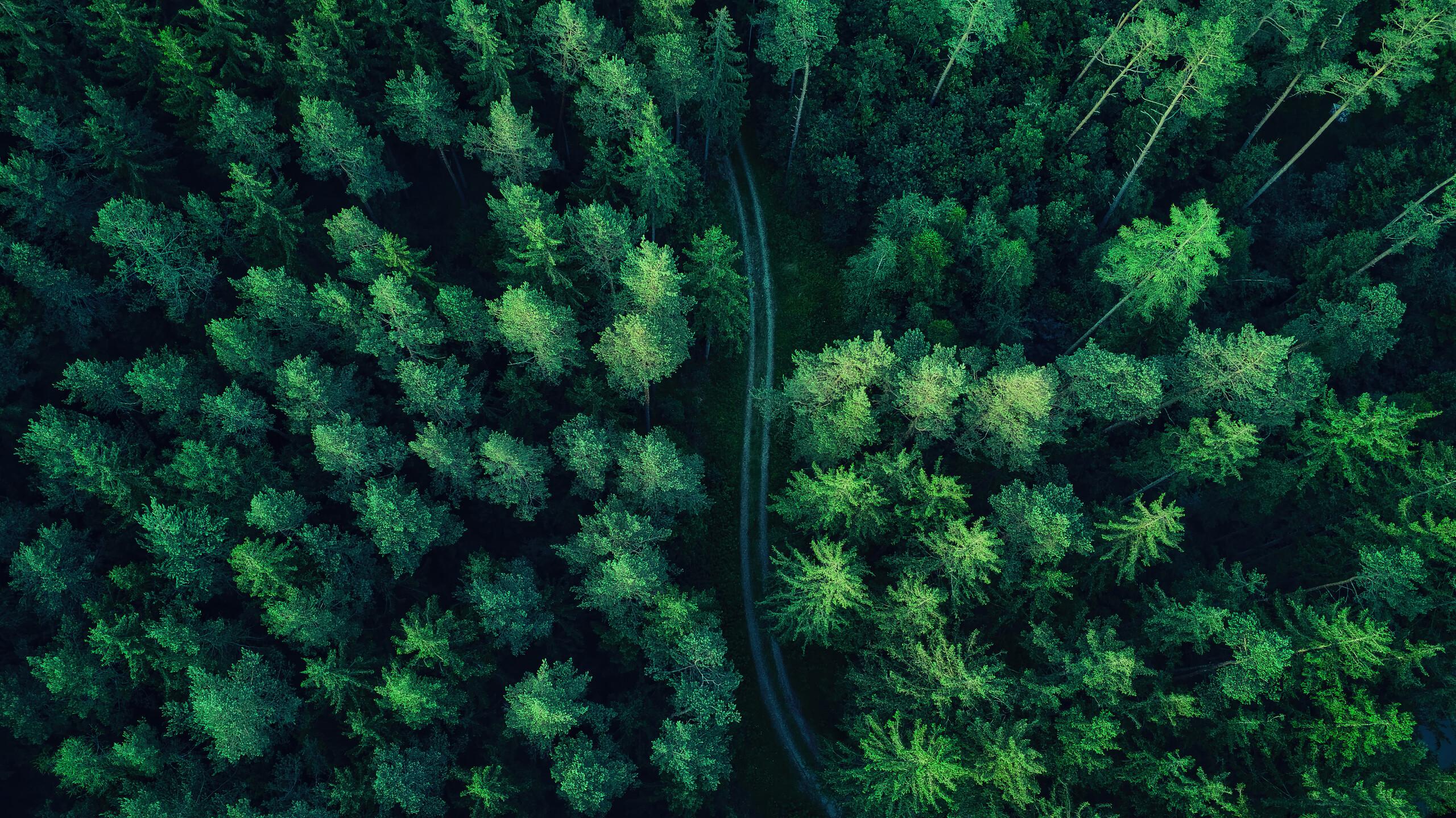 Forest Aerial Nature Scenery 4k Wallpaper iPhone HD Phone 8160g