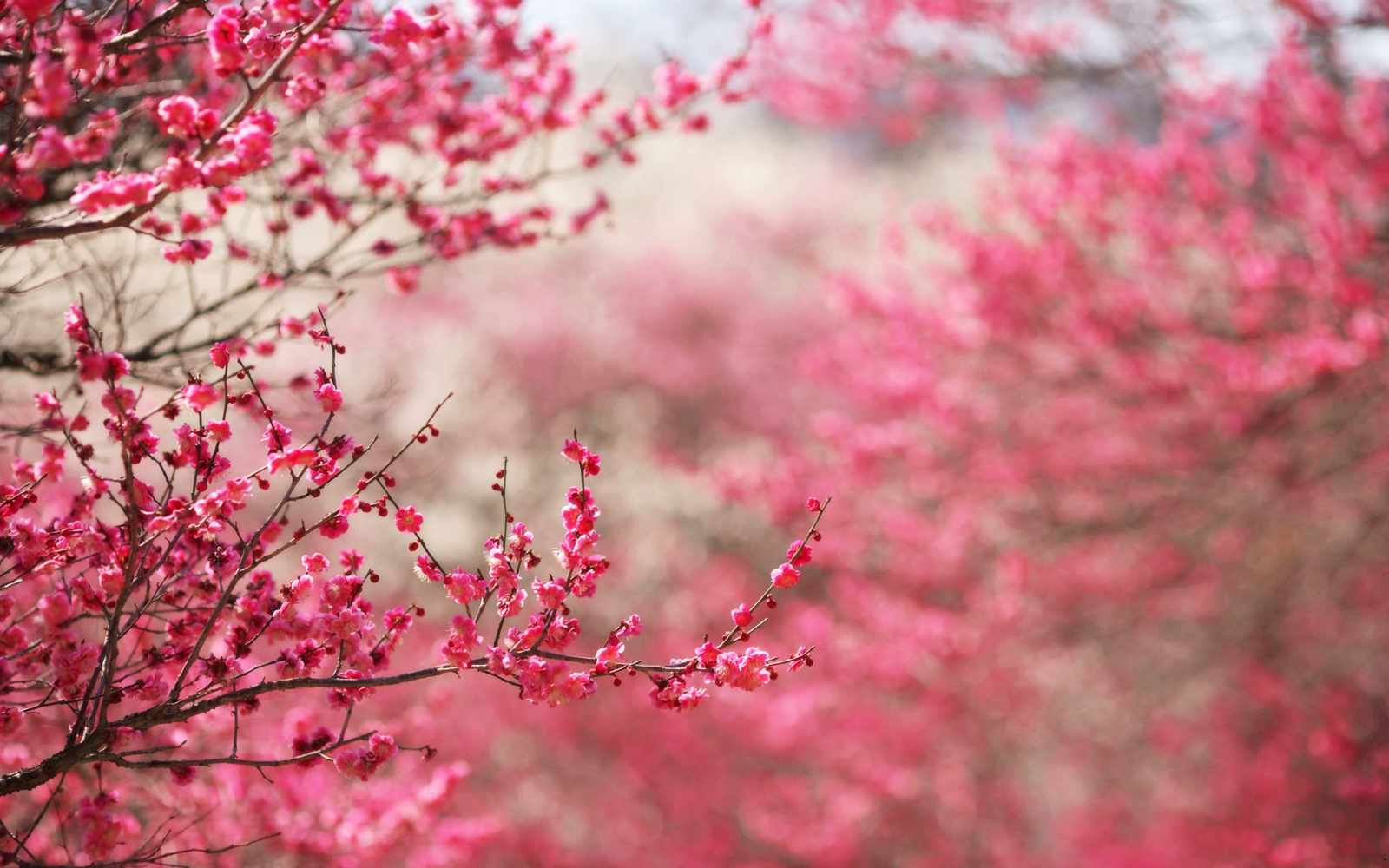 Cherry Blossoms Sakura Wallpaper
