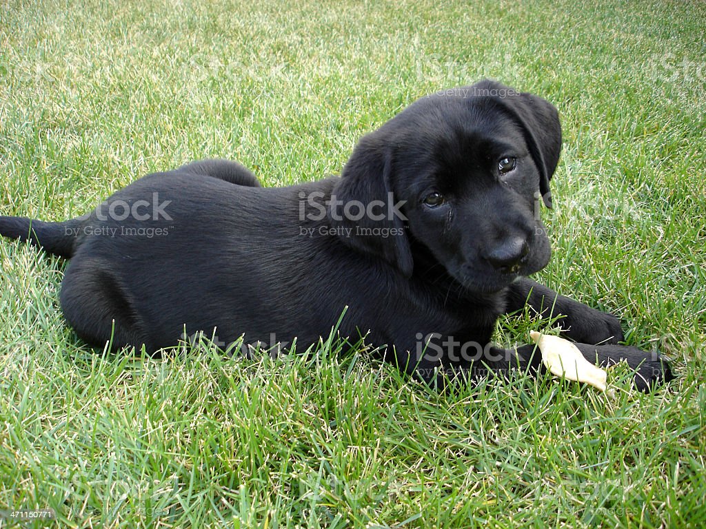 Black Lab Pup In Backyard Stock Photo Image Now