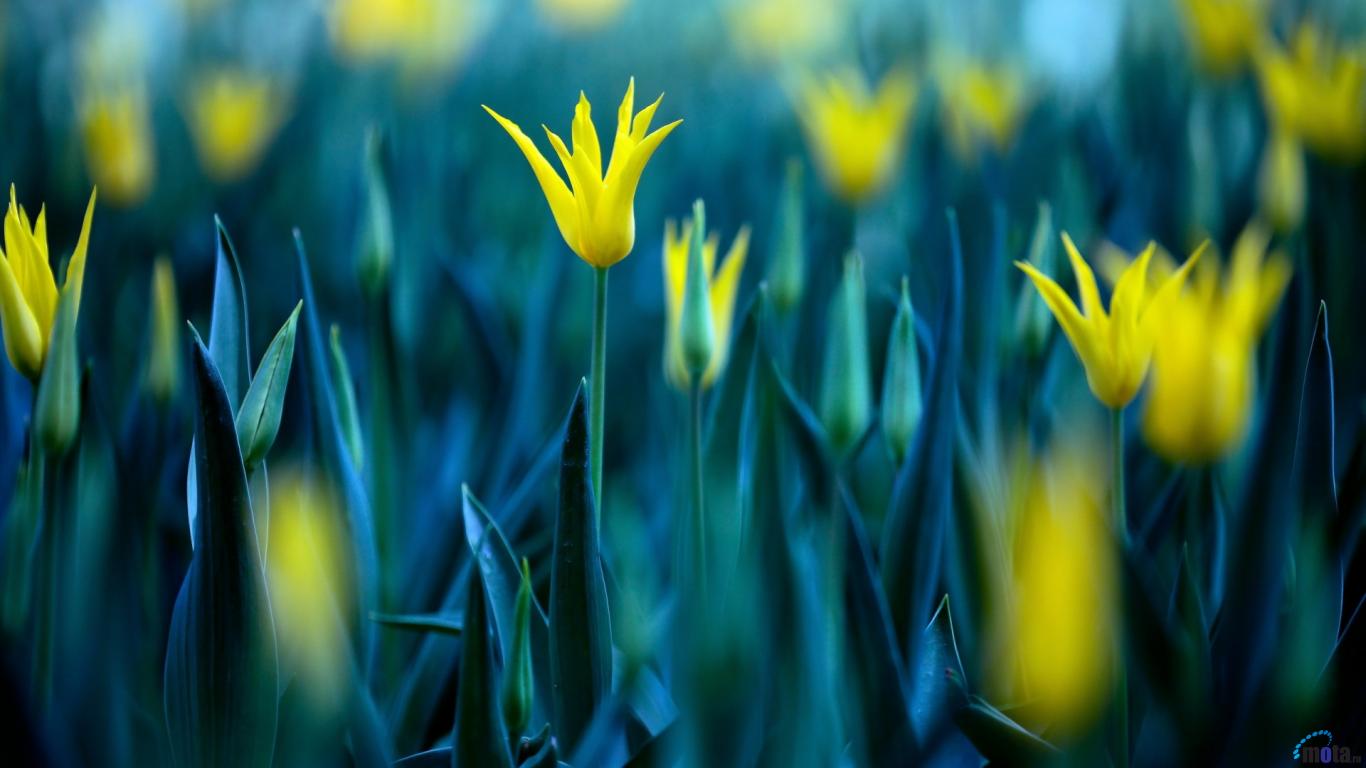 Wallpaper Yellow Tulips X Desktop And