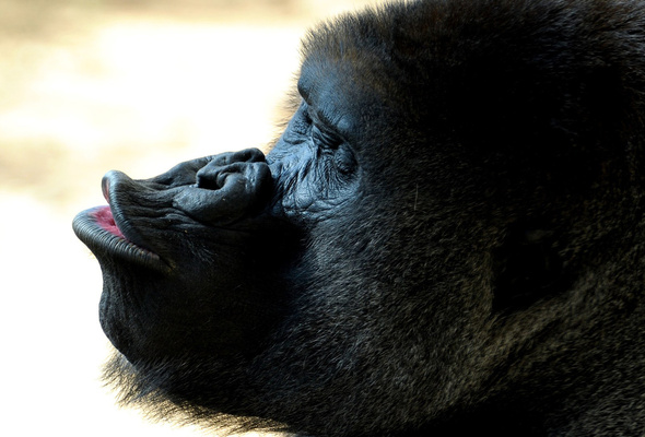 Wallpaper Gorilla Lips Kiss Eyes Desktop Animals