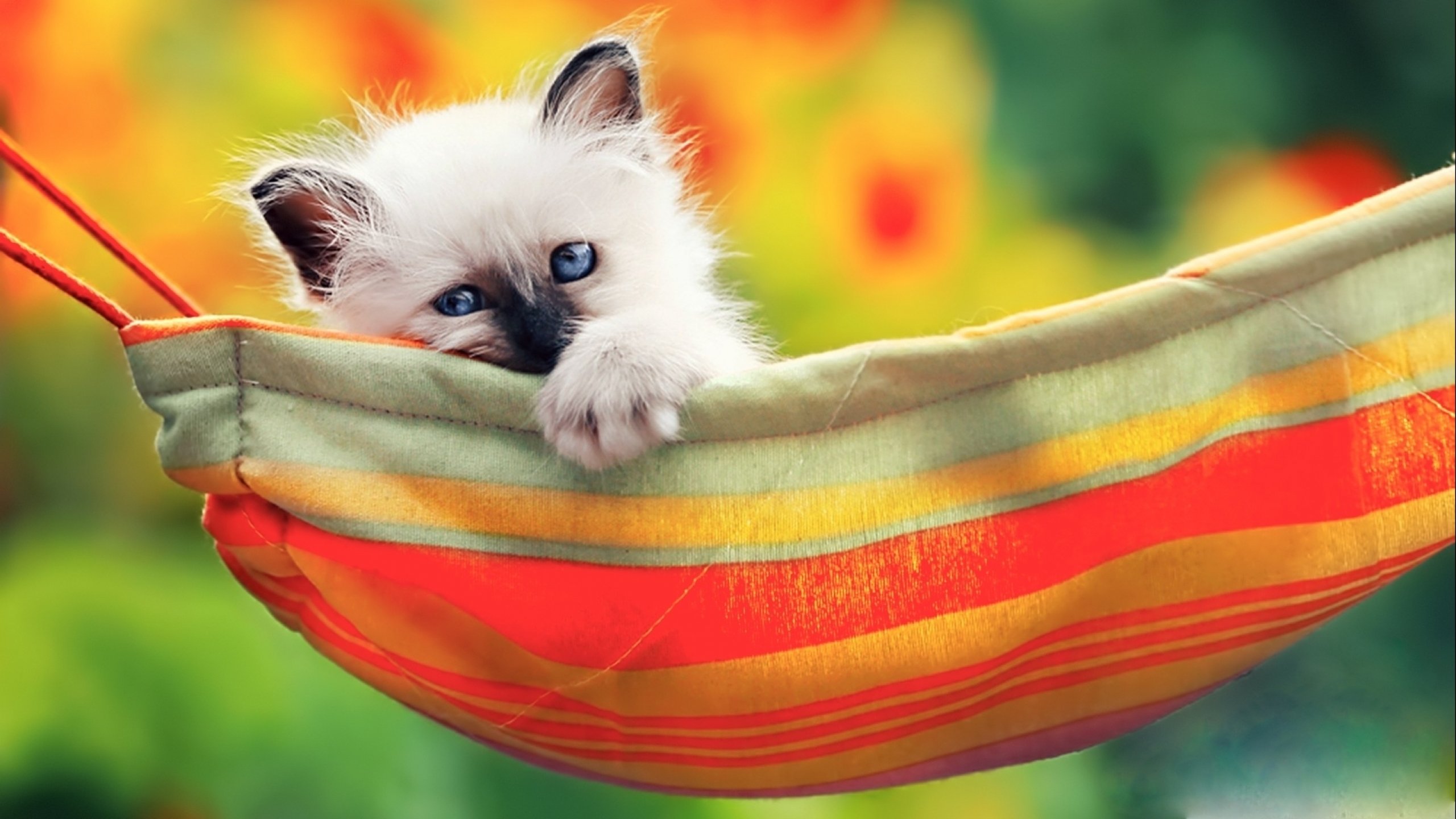 An adorable white kitten with blue eyes relaxes in a colorful hammock, enjoying the blurred backdrop of a vibrant garden