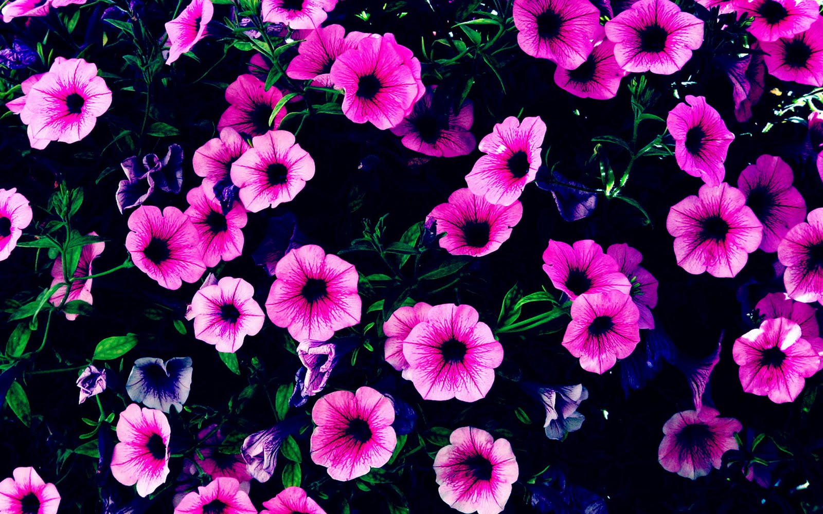 HD Desktop Wallpaper