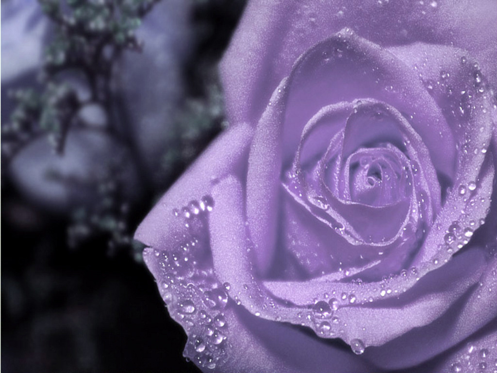 A close-up of a vibrant purple rose, its petals glistening with delicate water droplets. The soft focus background enhances the beauty of the rose, making it a captivating image