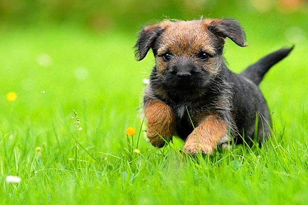 Border Terrier Temperament Names Rescue Adoption