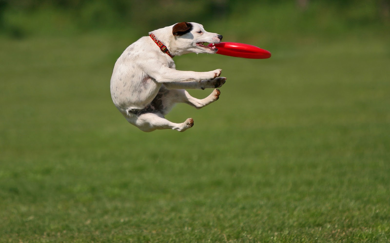 Dog Playing And Catching A Frisbee HD Animal Wallpaper Dogs