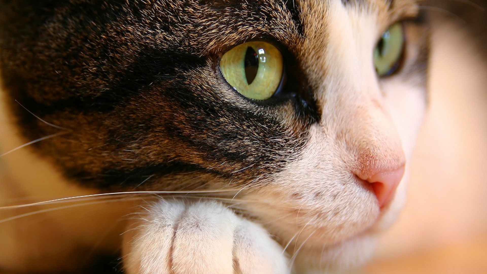 Cat Eyes Wallpaper Hd