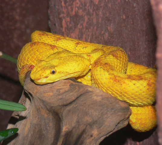 Eyelash Viper Fangs Image Pictures Becuo