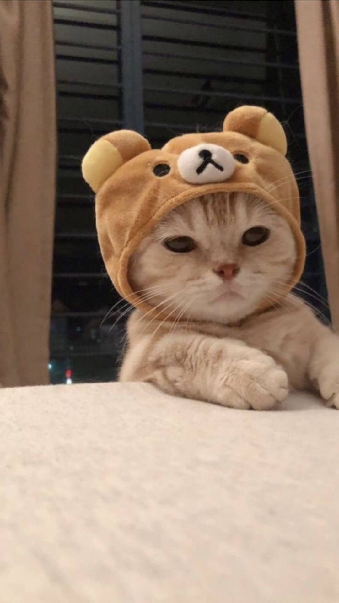 Cute Cat Aesthetic Wallpaper