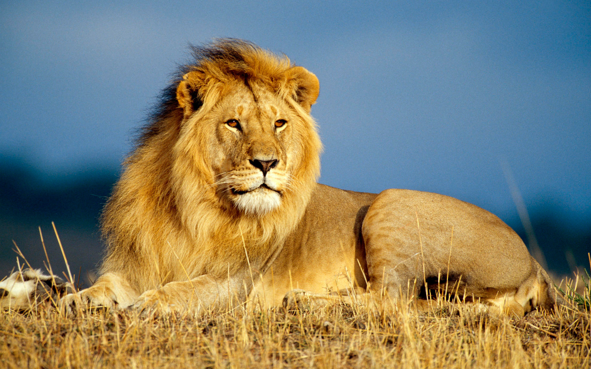 Lion HD Wallpaper Image