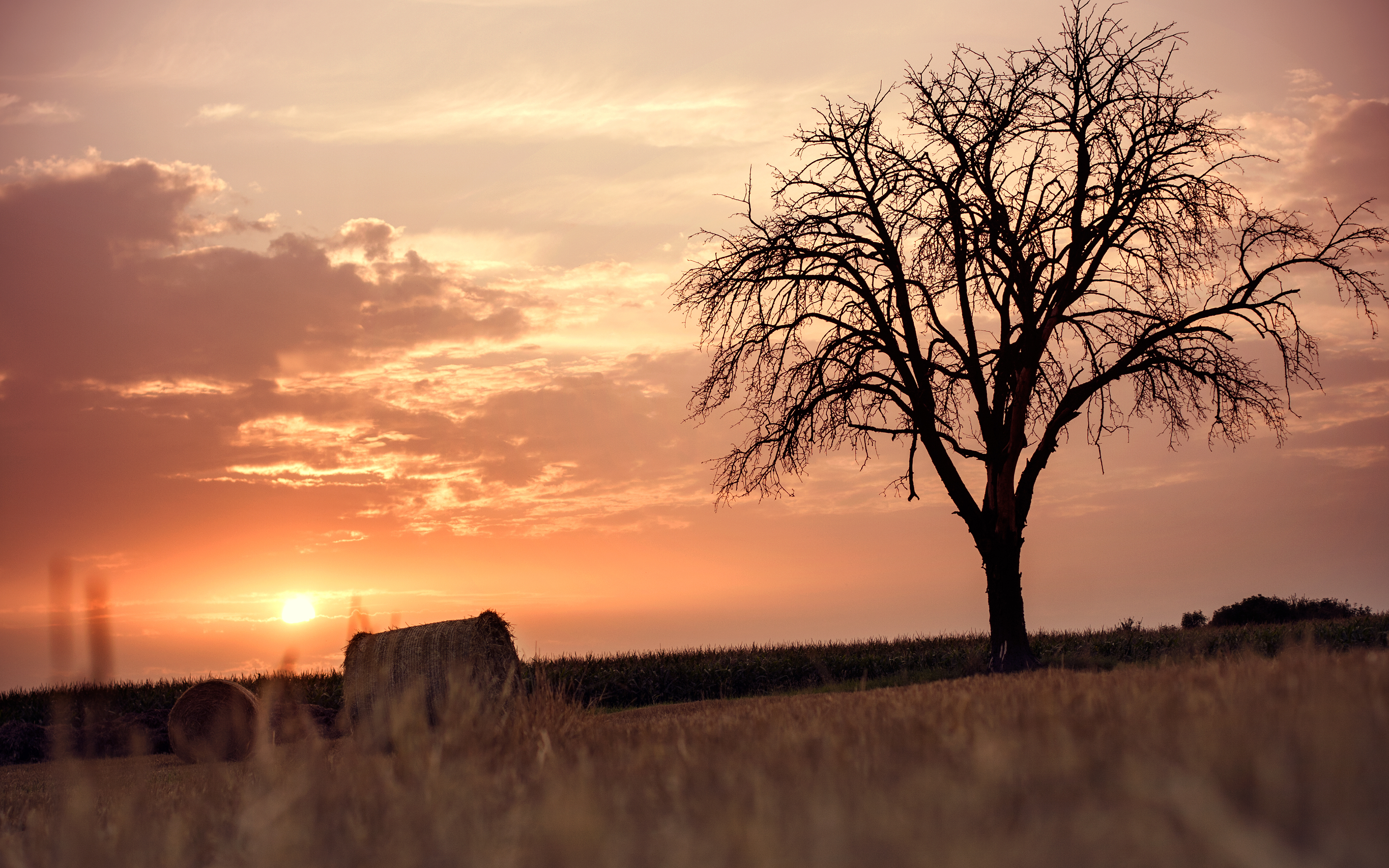 Lonely Tree On Sunset Background Wallpaper And Image