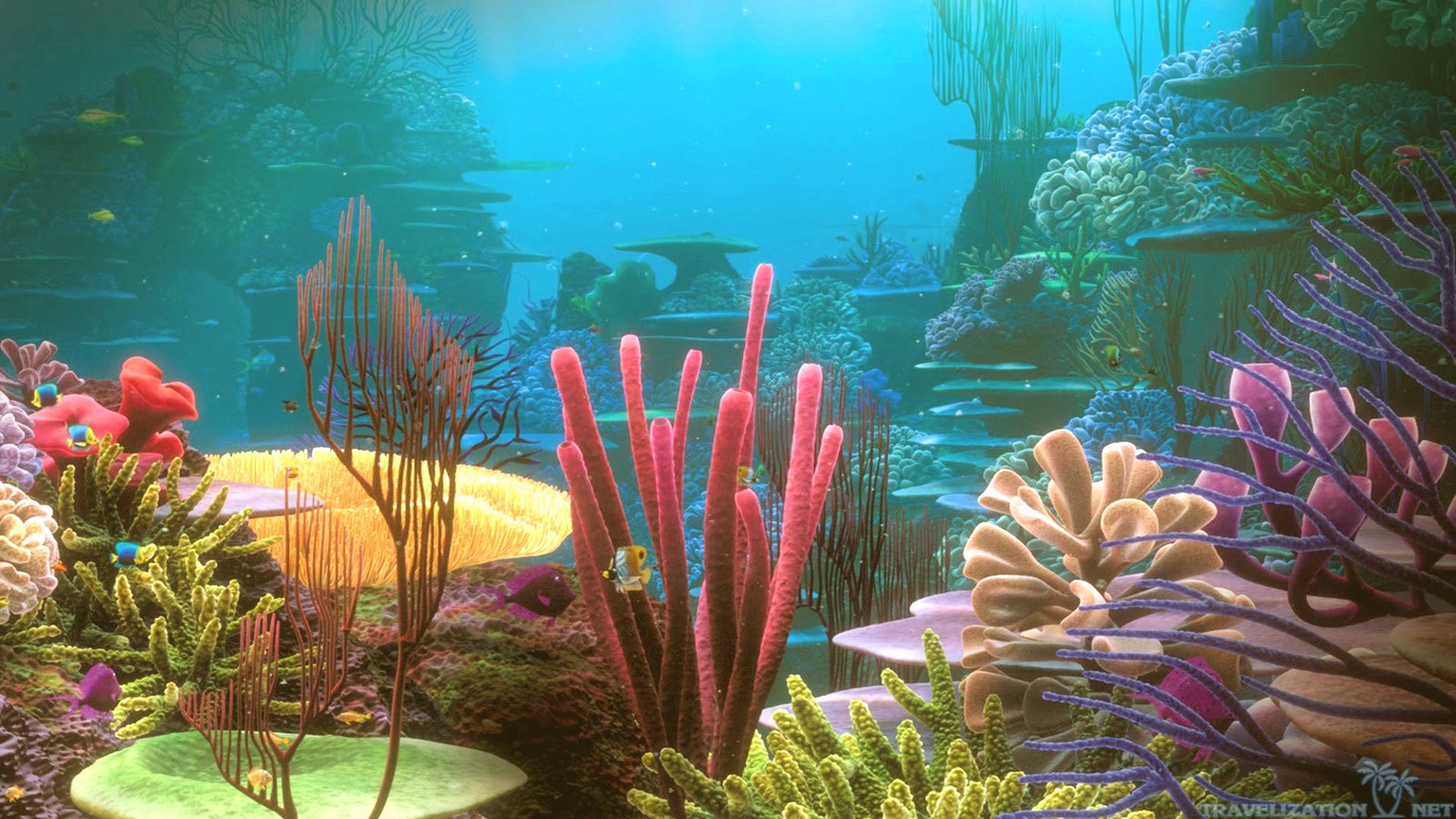 Colorful Coral Reef Desktop Under Water Wallpaper hd phone