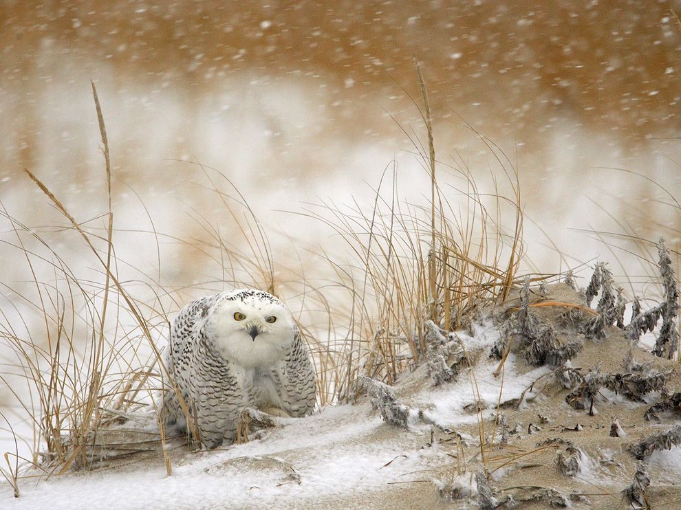Snowy Owl Wallpaper   wall4ever