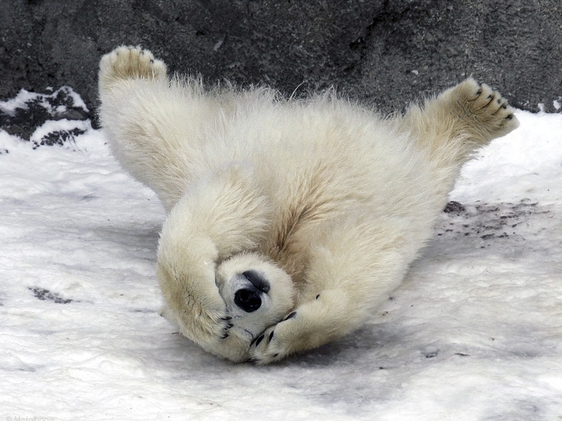 Animals Wildlife Polar Bears Baby Wallpaper