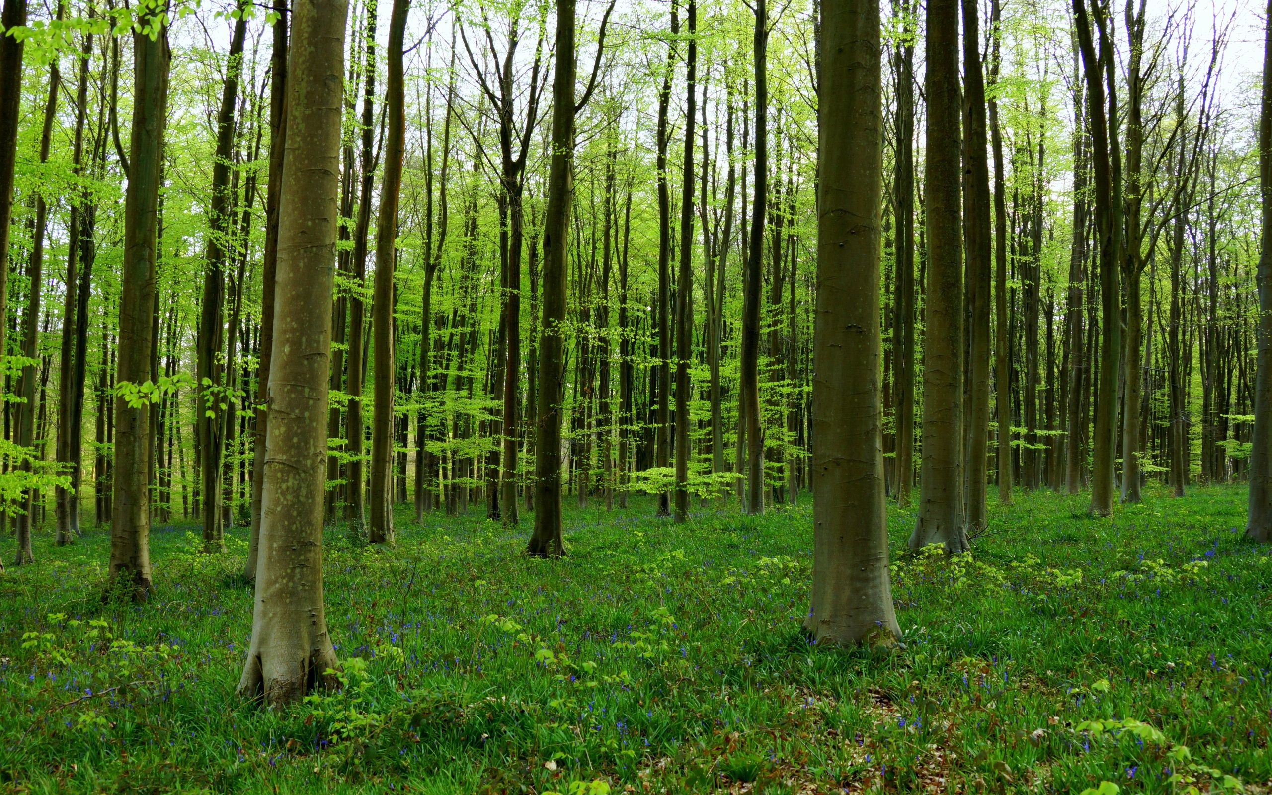 Wallpaper Trees Forest - WallpaperSafari