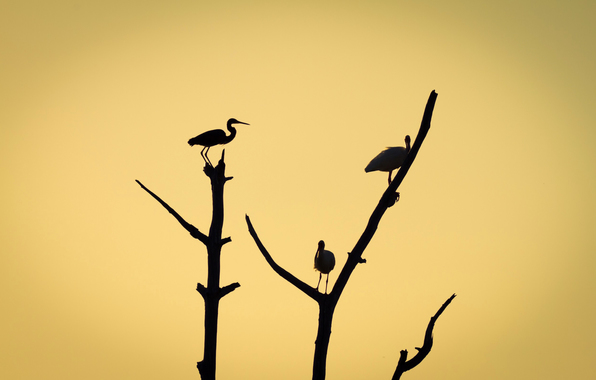 Wallpaper tree branch silhouette birds wallpapers minimalism