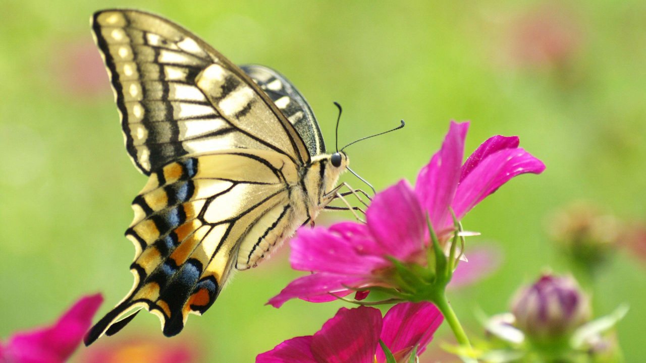 Butterflies Amazing Full Screen HD Wallpaper Wallapers For