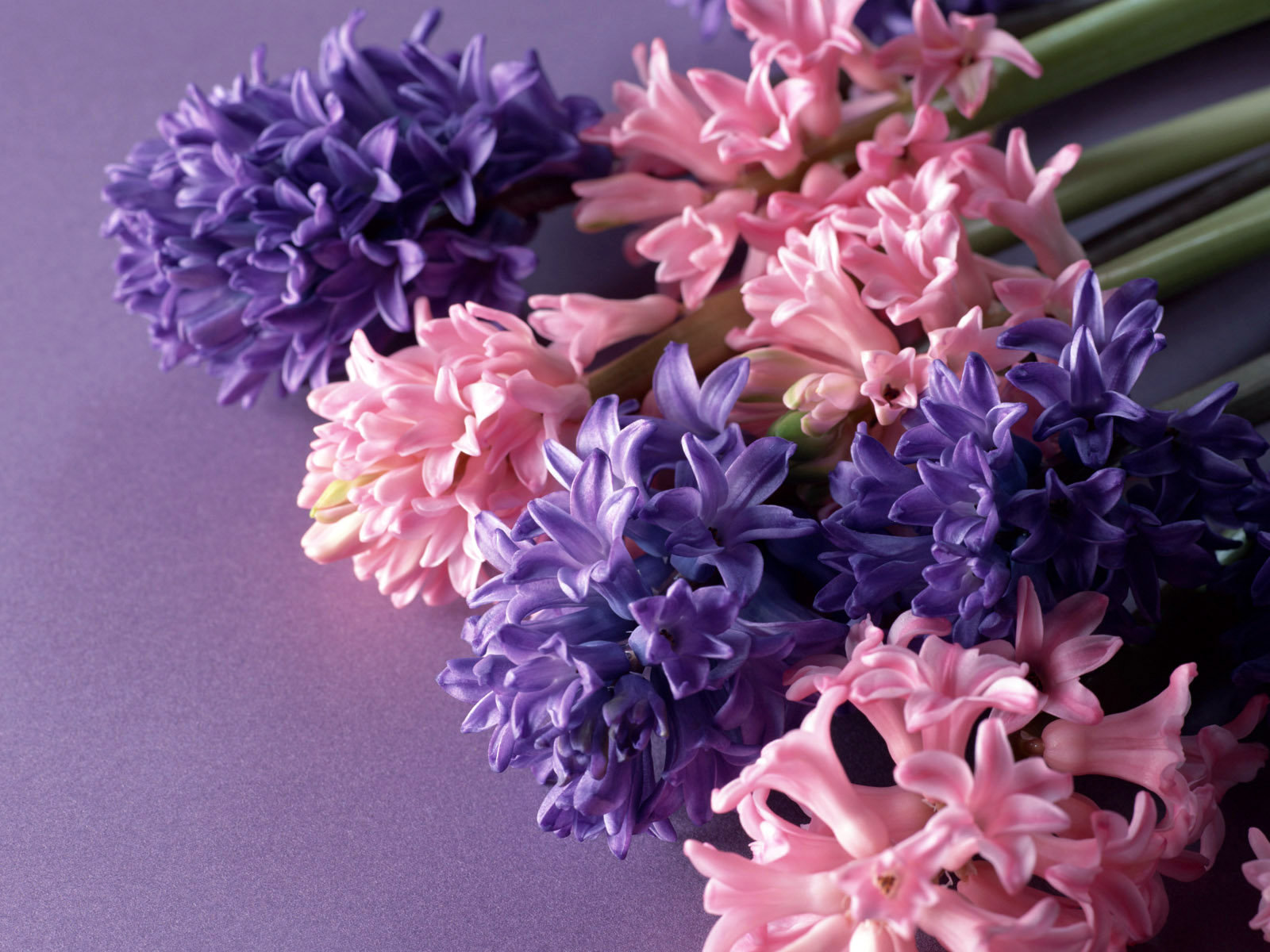 Hyacinth Flowers Wallpaper 3d For Desktop Pictures