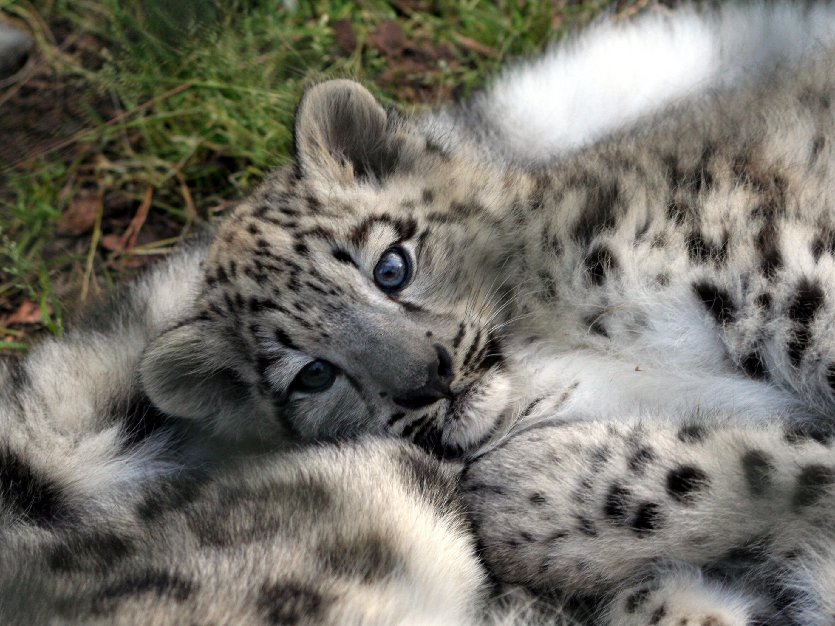 Animals Pictures Baby Snow Leopard Background Wallpaper Jpg