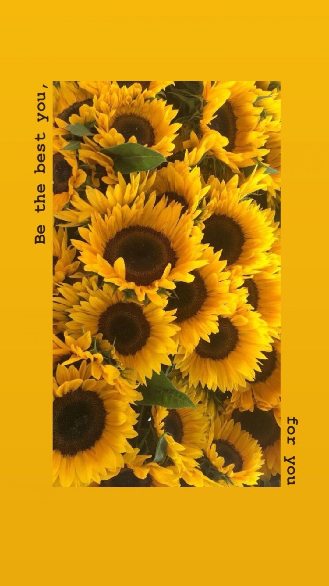 Yellow Aesthetic Sunflowers HD Wallpaper