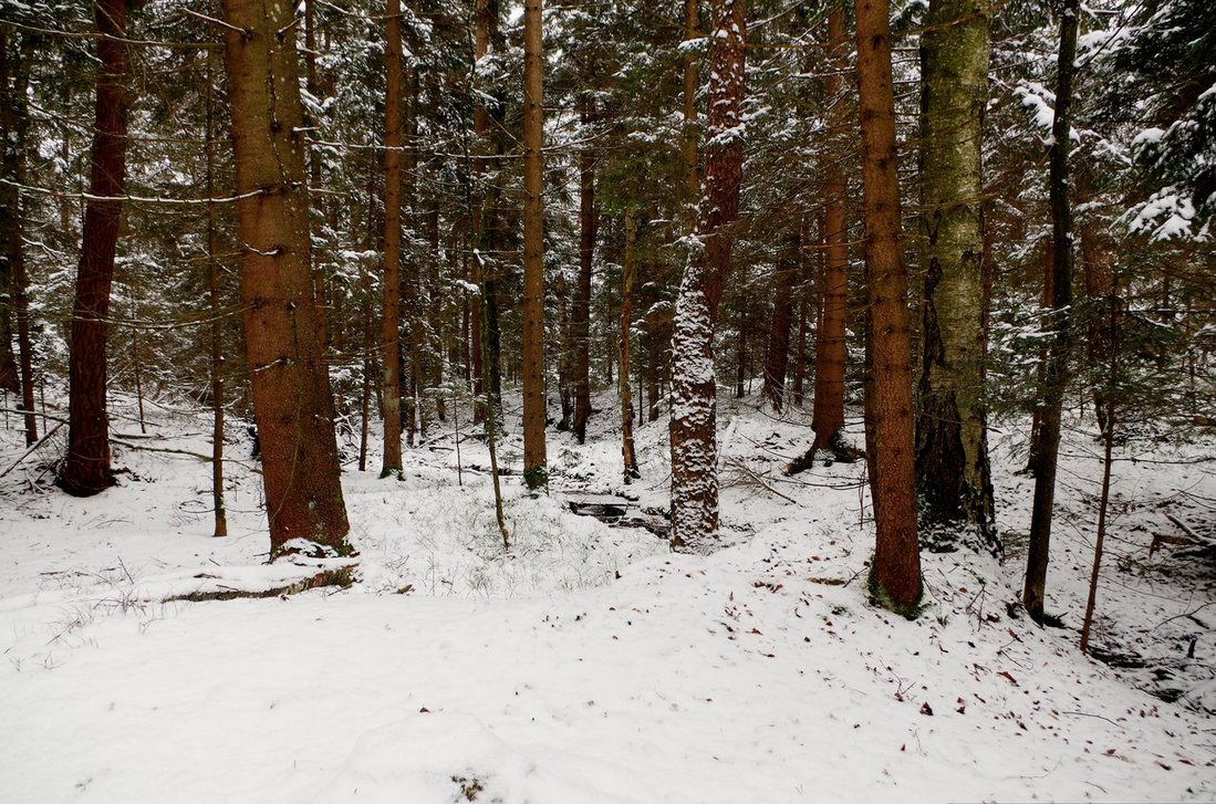 Snowy Forest Background By Burtn