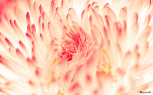 Desktop Wallpaper Spring Daisy Flowers