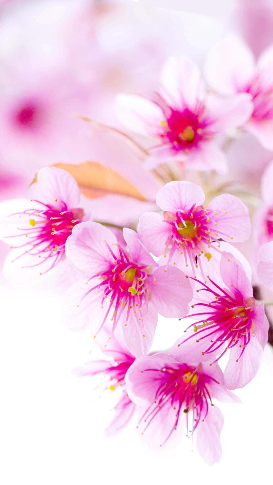 Photography iPhone Wallpaper