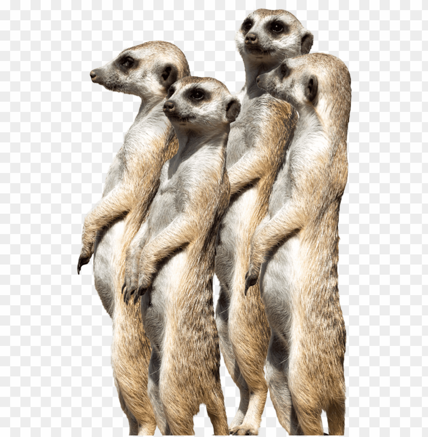Meerkat Png Image With Transparent Background Toppng