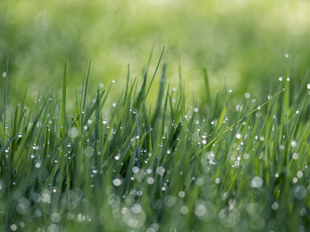 Grass Background Image HD Background