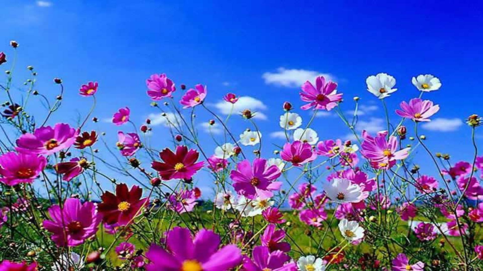 Desktop Spring Flowers HD Wallpaper For Your Background