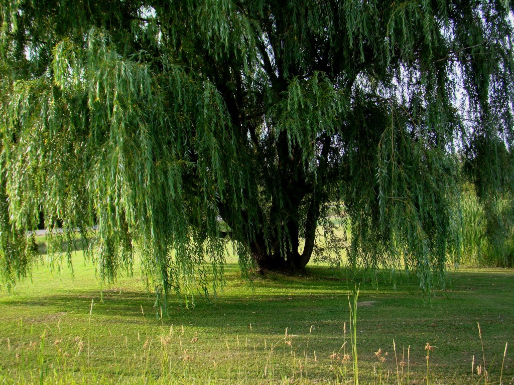 Free download Beautiful Weeping Willow Tree Wallpaper Weeping willow tree  [1024x768] for your Desktop, Mobile & Tablet | Explore 48+ Willow Tree  Wallpaper | Weeping Willow Wallpaper, Pine Tree Background, Tree Desktop  Wallpaper