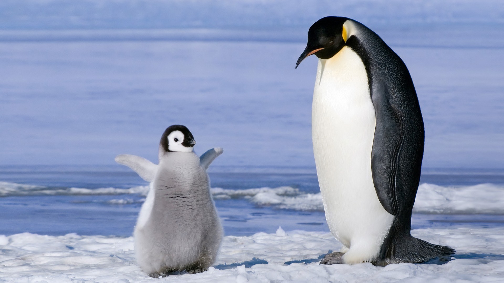 Nature Penguin Baby Ice Animal HD Wallpaper