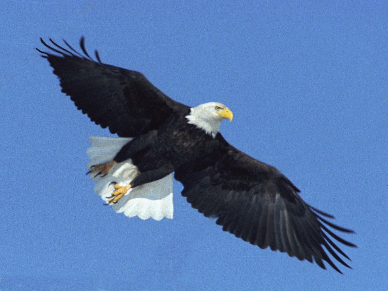 Bald Eagle Wallpaper For Android
