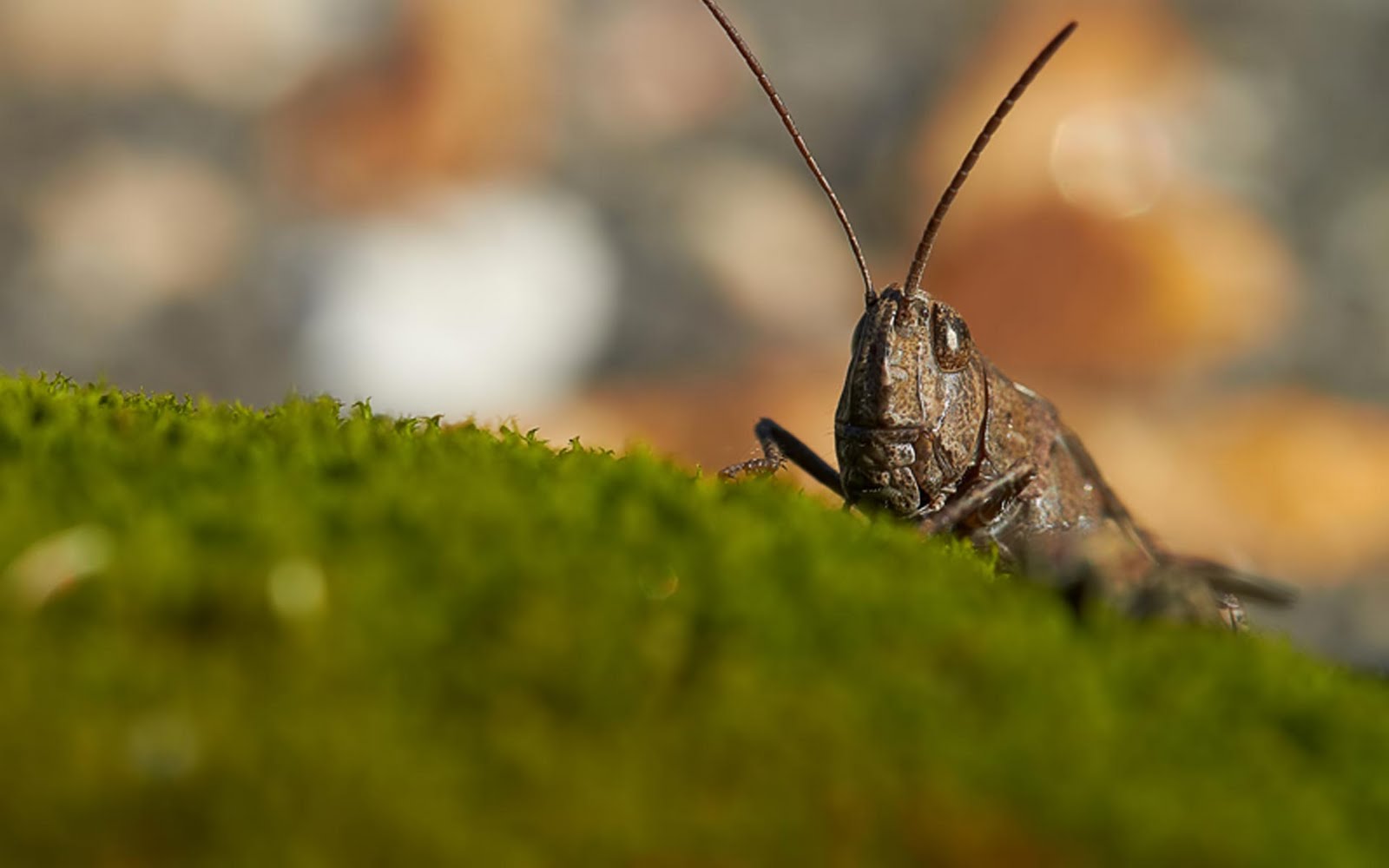 Where Is Wallpaper Grasshopper Background