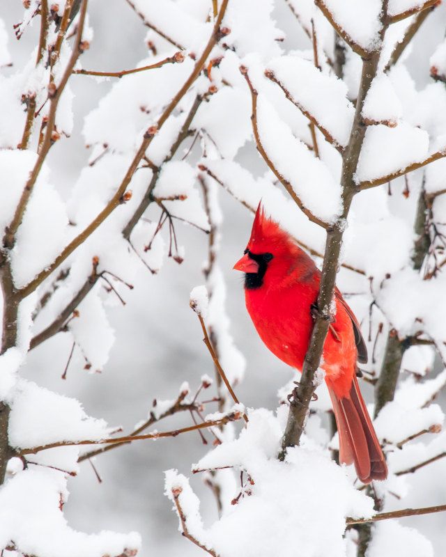 Red Cardinals Nature Winter Photography Cottages Chic Art Snow