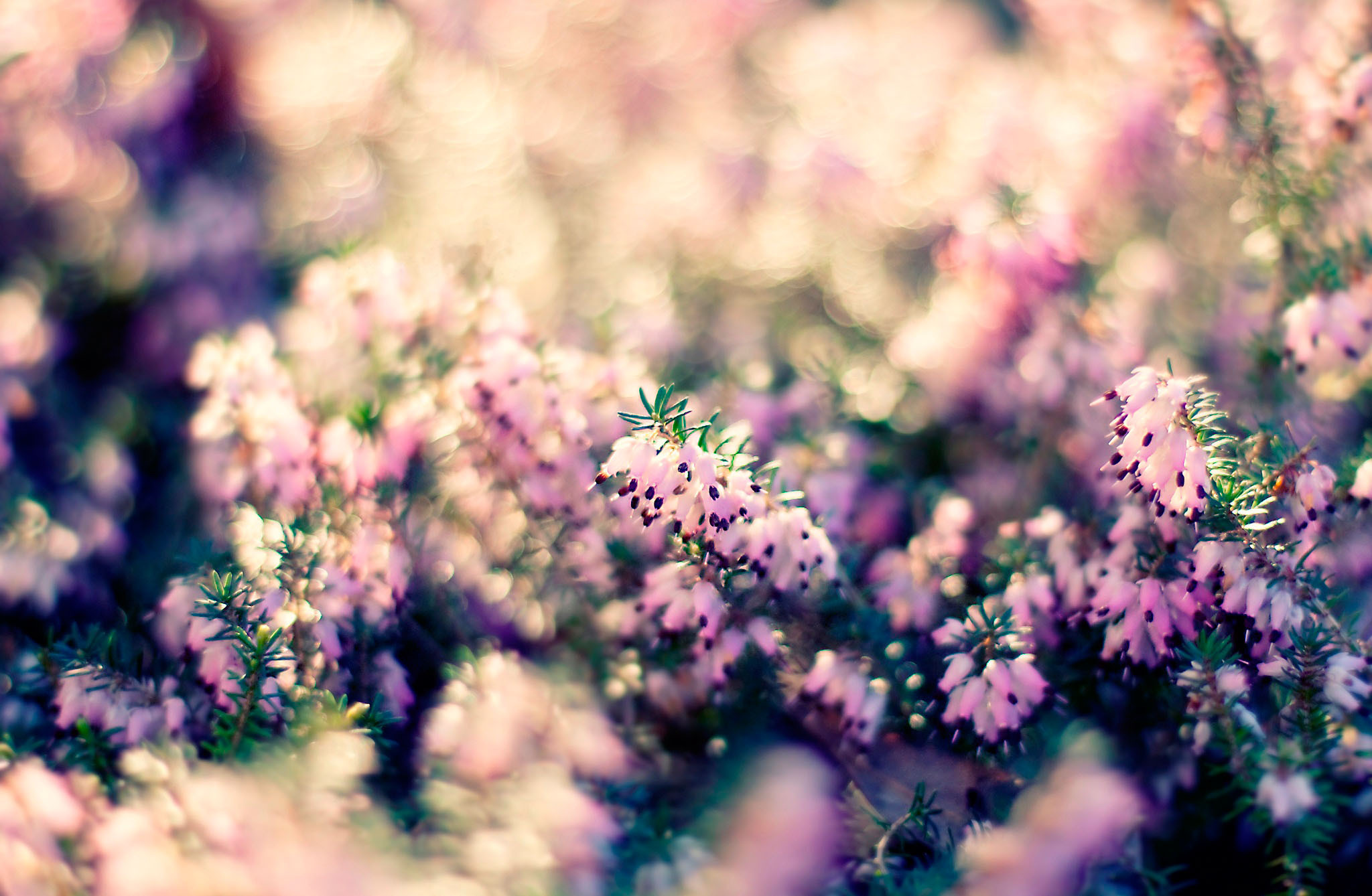 Flowers Nature Wallpaper