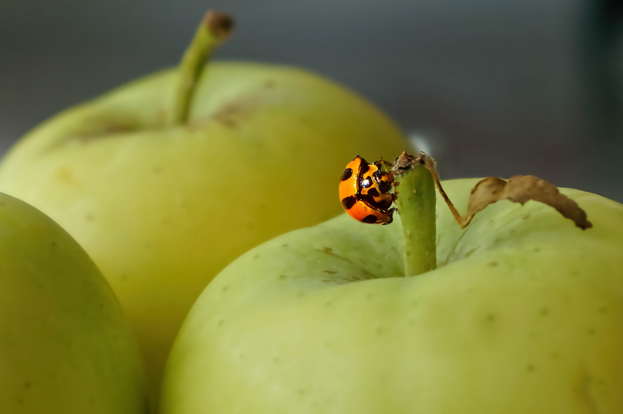 Wallpaper Apples Insect Ladybug Background Macro