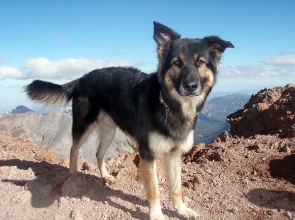 Free Download German Shepherd Border Collie Husky Mix German