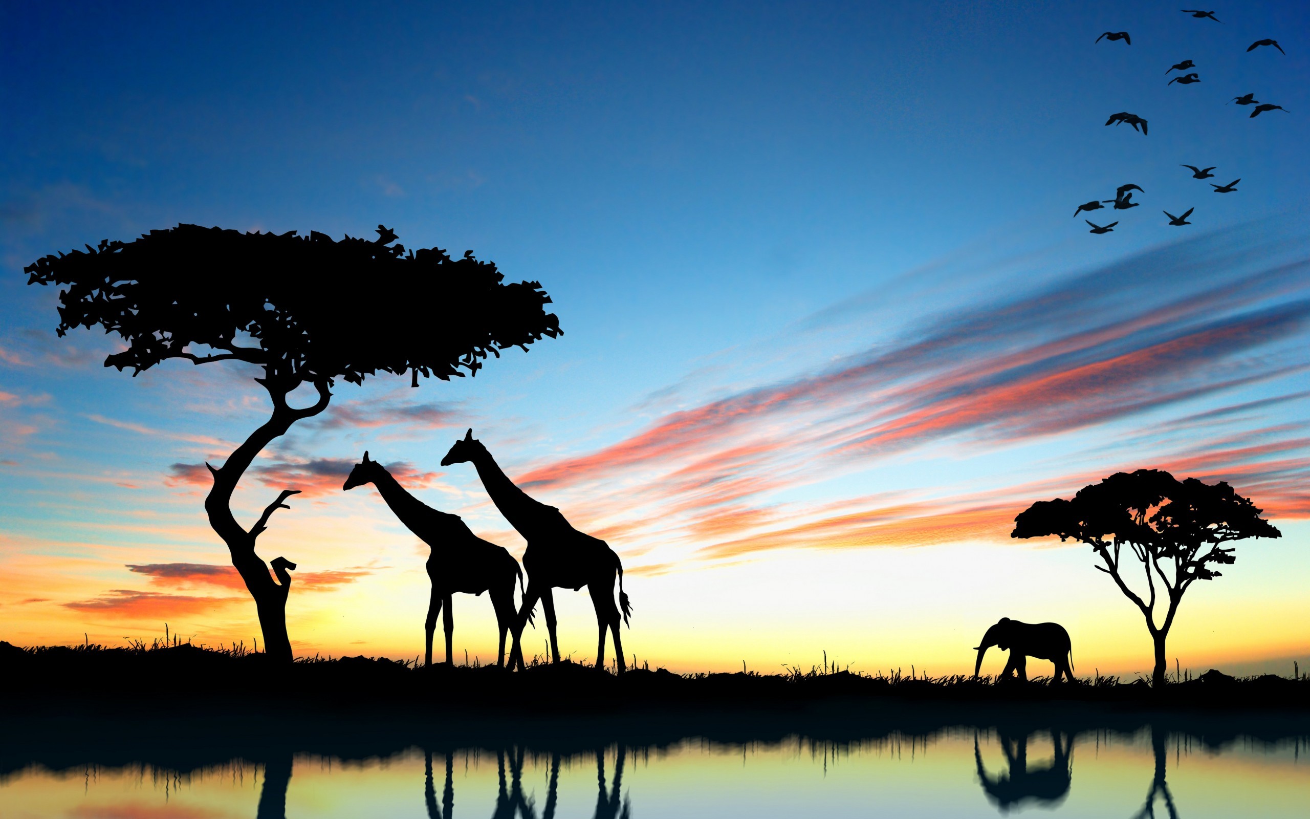 Animal Giraffe New Pictures Desktop Wallpaper Amazing