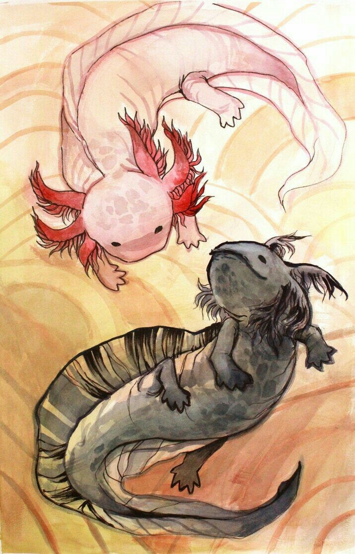 Axolotl Shared By On We Heart It