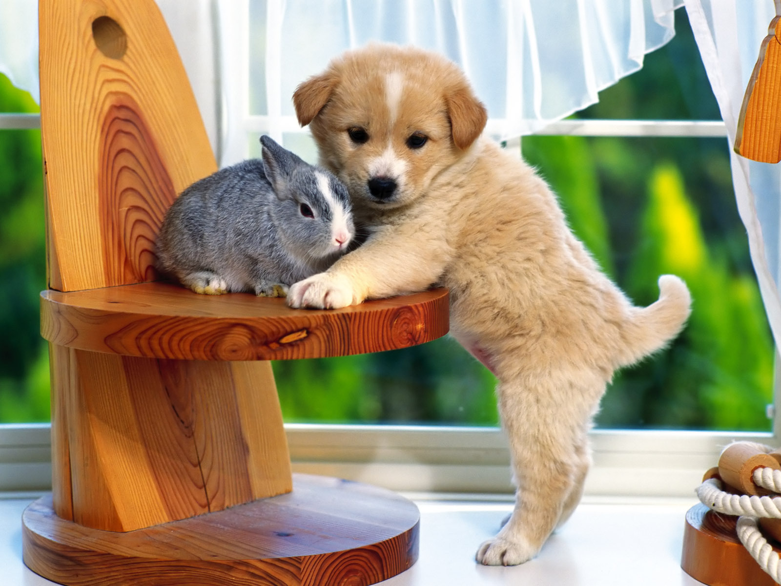 Sweet Puppy With Bunny Puppies Wallpaper