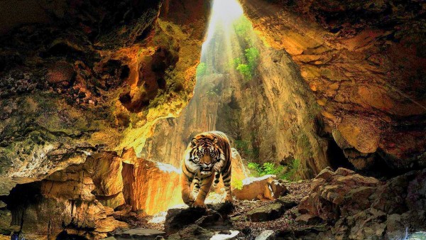 Tiger in cave 3d widescreen wallpaper hd 1920x1200 HD Wallpaper