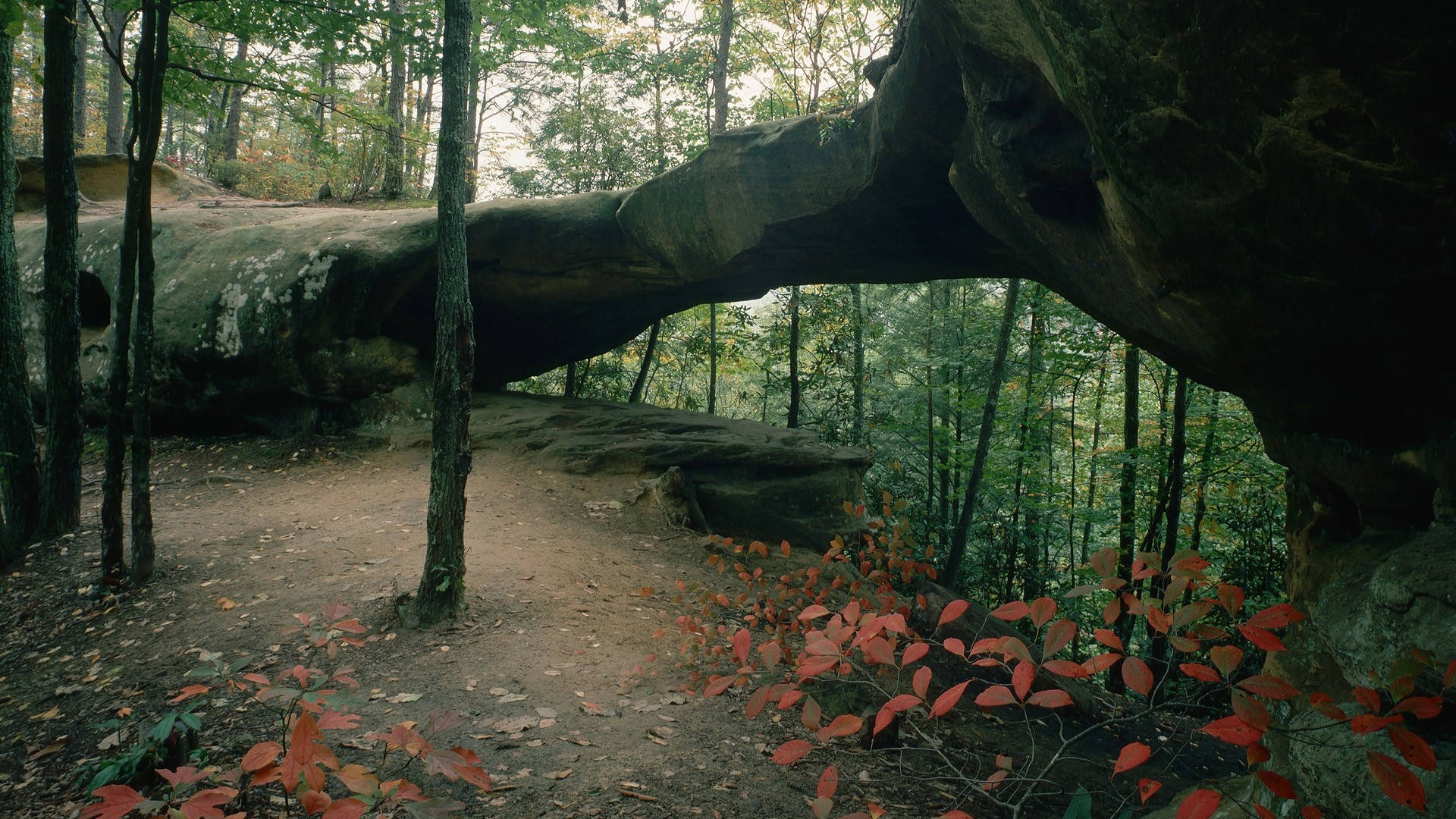 Forest Wallpaper