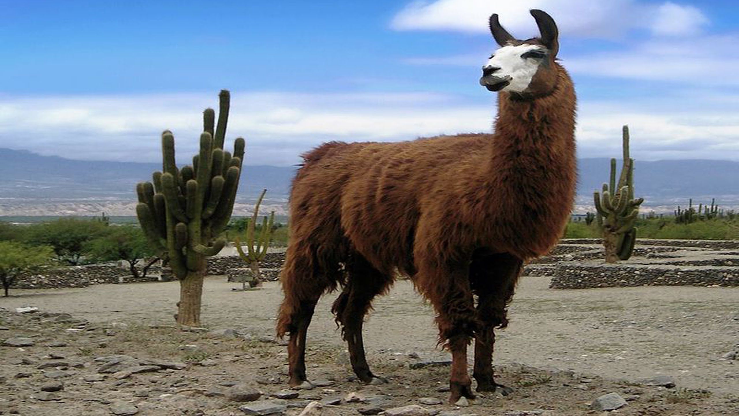 Lama Wallpaper Animal Hq Picture