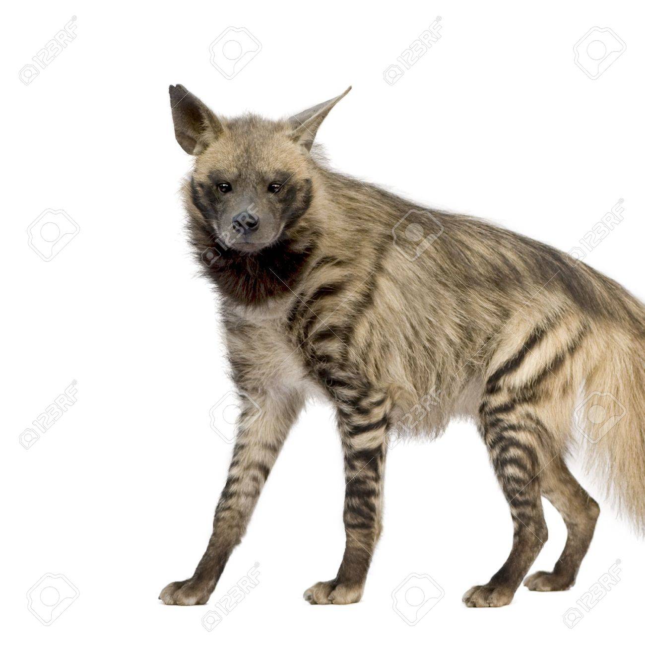 Striped Hyena In Front Of A White Background Stock Photo Picture