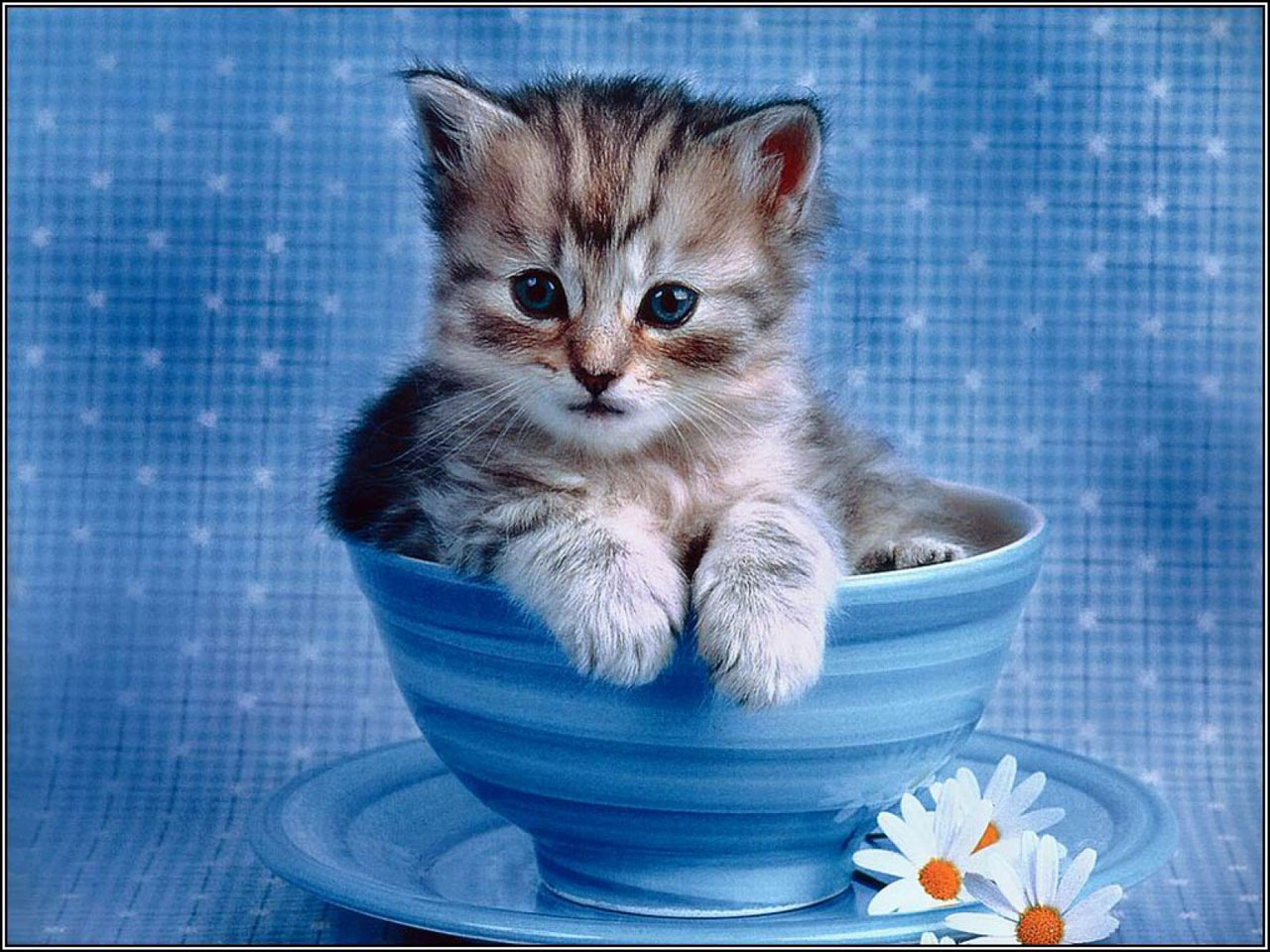 free desktop wallpaper of impossibly cute kitten cats wallpaper free