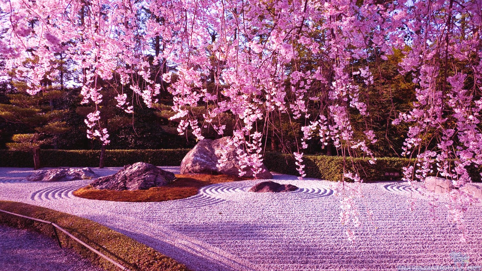 Japanese Cherry Blossom Garden Wallpaper Japanese Cherry