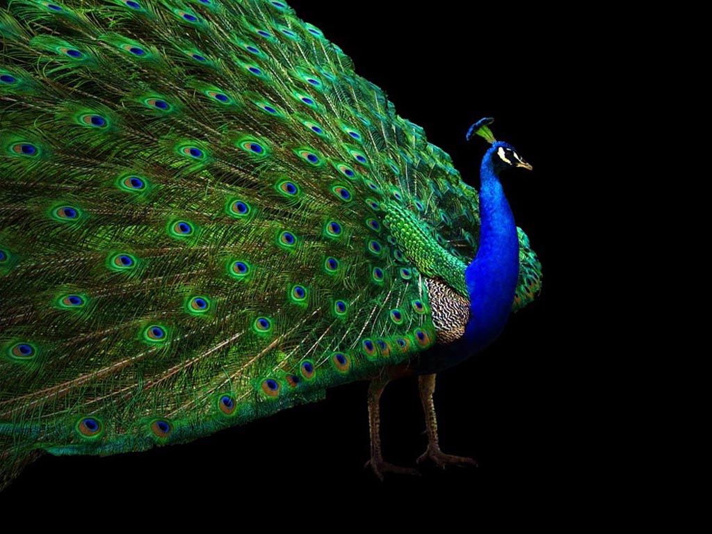 Peacock Tail Open Black Background Wallpaper